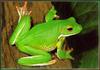 White-lipped Treefrog (Litoria infrafrenata)