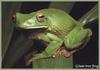 White-lipped Treefrog (Litoria infrafrenata)