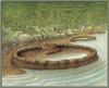 [Animal Art - Bert Kitchen] Gladiator Treefrog (Hyla sp.)