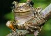 Common Gray Treefrog (Hyla versicolor)