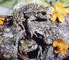 Common Gray Treefrog pair (Hyla versicolor)