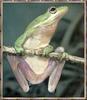 Green Treefrog (Hyla sp.)