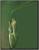 Green Treefrog (Hyla sp.)