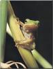 Green Treefrog (Hyla sp.)