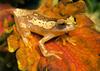 Hourglass Treefrog (Hyla ebraccata)