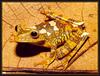 Map Treefrog (Hyla geographica)