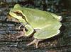 Pine Barrens Treefrog (Hyla andersonii)