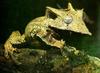 Sleepy-eyed Treefrog (Hemiphractus johnsoni)