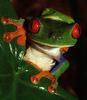 Red-eyed Treefrog (Agalychnis callidryas)