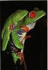 Red-eyed Treefrog (Agalychnis callidryas)