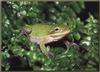 Squirrel Treefrog (Hyla squirella)