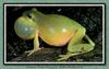 Squirrel Treefrog (Hyla squirella)