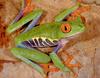 Red-eyed Treefrog (Agalychnis callidryas)