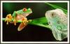 Red-eyed Treefrog (Agalychnis callidryas)