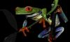 Red-eyed Treefrog (Agalychnis callidryas)