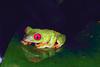 Red-eyed Treefrog (Agalychnis callidryas)