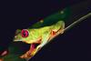 Red-eyed Treefrog (Agalychnis callidryas)