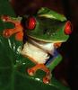 Red-eyed Treefrog (Agalychnis callidryas)