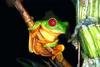 Red-eyed Treefrog (Agalychnis callidryas)