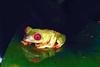 Red-eyed Treefrog (Agalychnis callidryas)