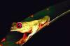 Red-eyed Treefrog (Agalychnis callidryas)