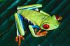 Red-eyed Treefrog (Agalychnis callidryas)