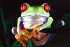 Red-eyed Treefrog (Agalychnis callidryas)