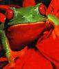 Red-eyed Treefrog (Agalychnis callidryas)