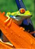 Red-eyed Treefrog (Agalychnis callidryas)