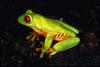 Red-eyed Treefrog (Agalychnis callidryas)