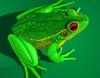 Red-eyed Treefrog (Agalychnis callidryas)