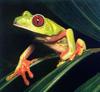 Red-eyed Treefrog (Agalychnis callidryas)