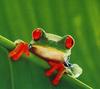 Red-eyed Treefrog (Agalychnis callidryas)