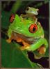 Red-eyed Treefrog (Agalychnis callidryas)