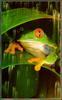 Red-eyed Treefrog (Agalychnis callidryas)