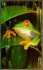 Red-eyed Treefrog (Agalychnis callidryas)