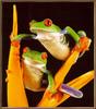 Red-eyed Treefrog (Agalychnis callidryas)