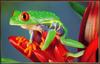 Red-eyed Treefrog (Agalychnis callidryas)