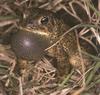 Houston Toad (Bufo houstonensis)