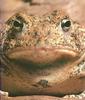Houston Toad (Bufo houstonensis)