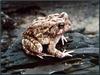 Common Toad (Bufo bufo)