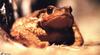 Common Toad (Bufo bufo)