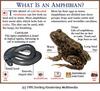 Common Toad (Bufo bufo)