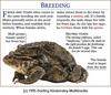 Common Toad (Bufo bufo)