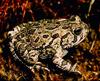 Green Toad (Bufo debilis)