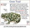Green Toad (Bufo debilis)