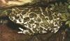 Green Toad (Bufo debilis)