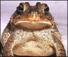 Southern Toad (Bufo terrestris)