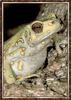 Spotted Treetoad