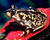 Eastern Spadefoot Toad (Scaphiopus holbrooki)